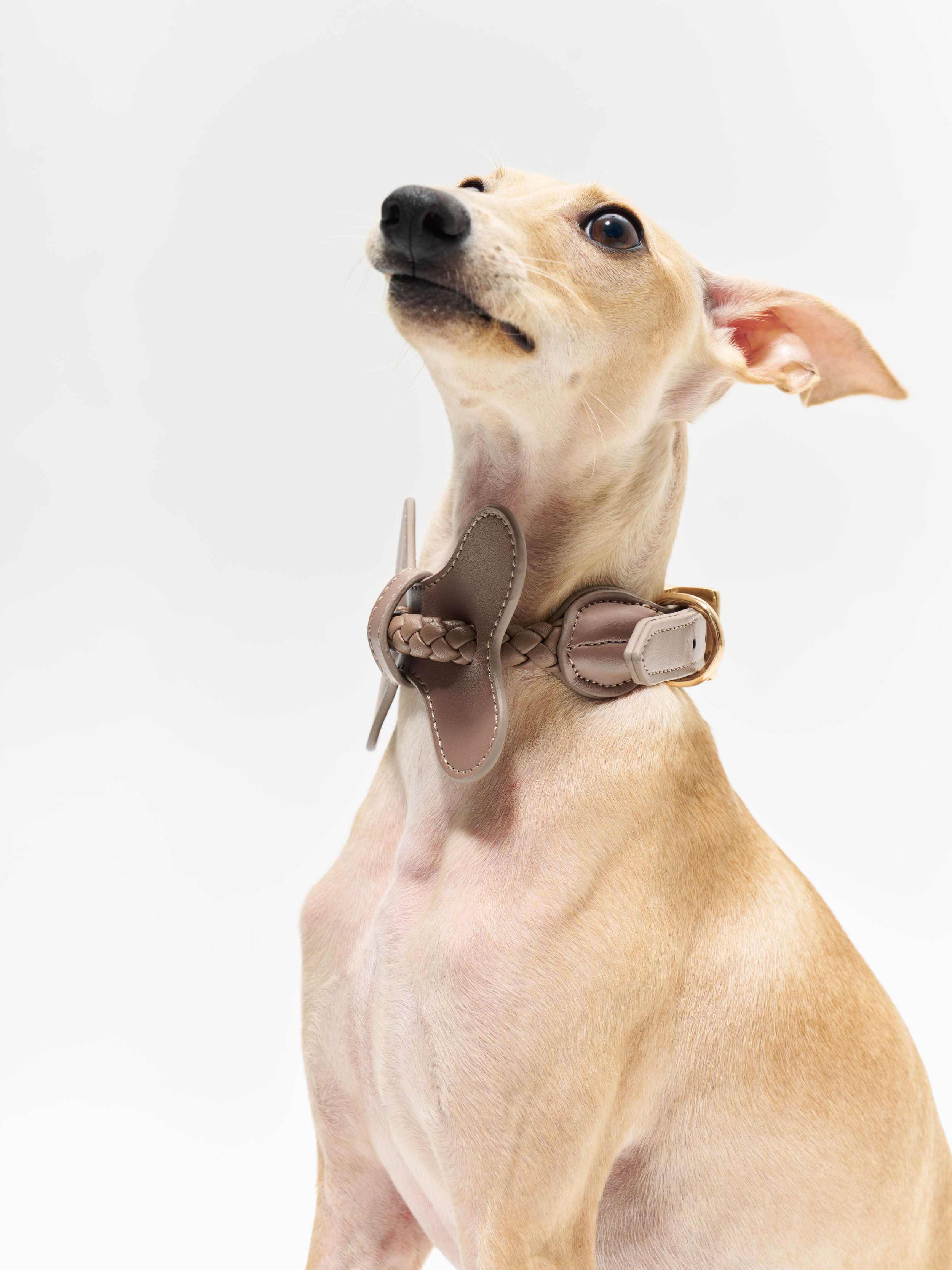 16 CLAW CRAFT - Bone-shaped bow woven pet collar
