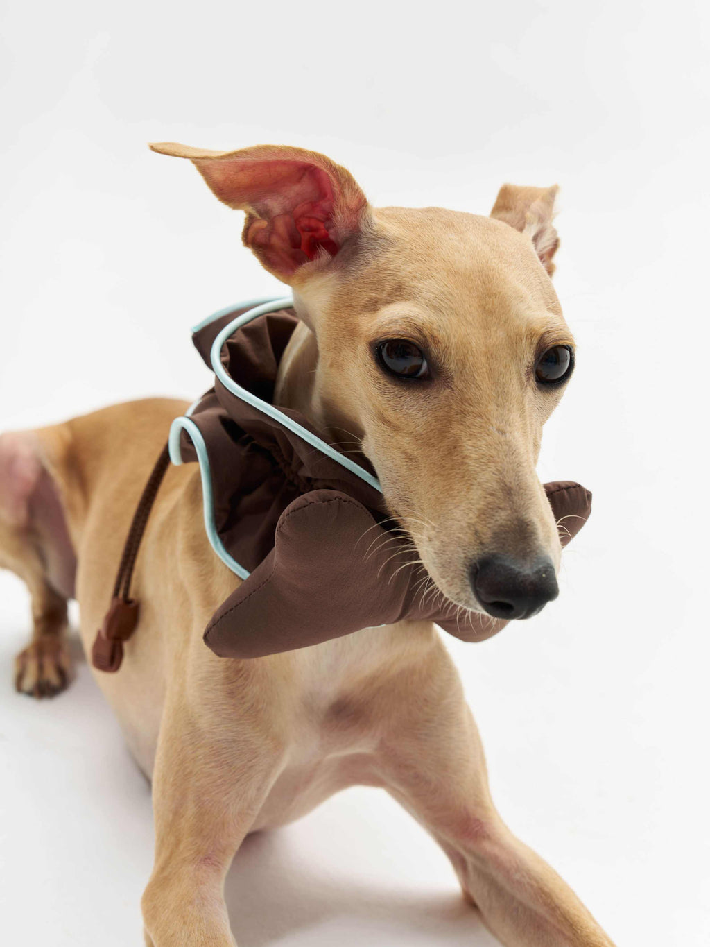 16 CLAW CRAFT - Bone-shaped dog bibs