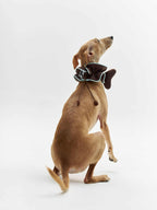 16 CLAW CRAFT - Bone-shaped dog bibs