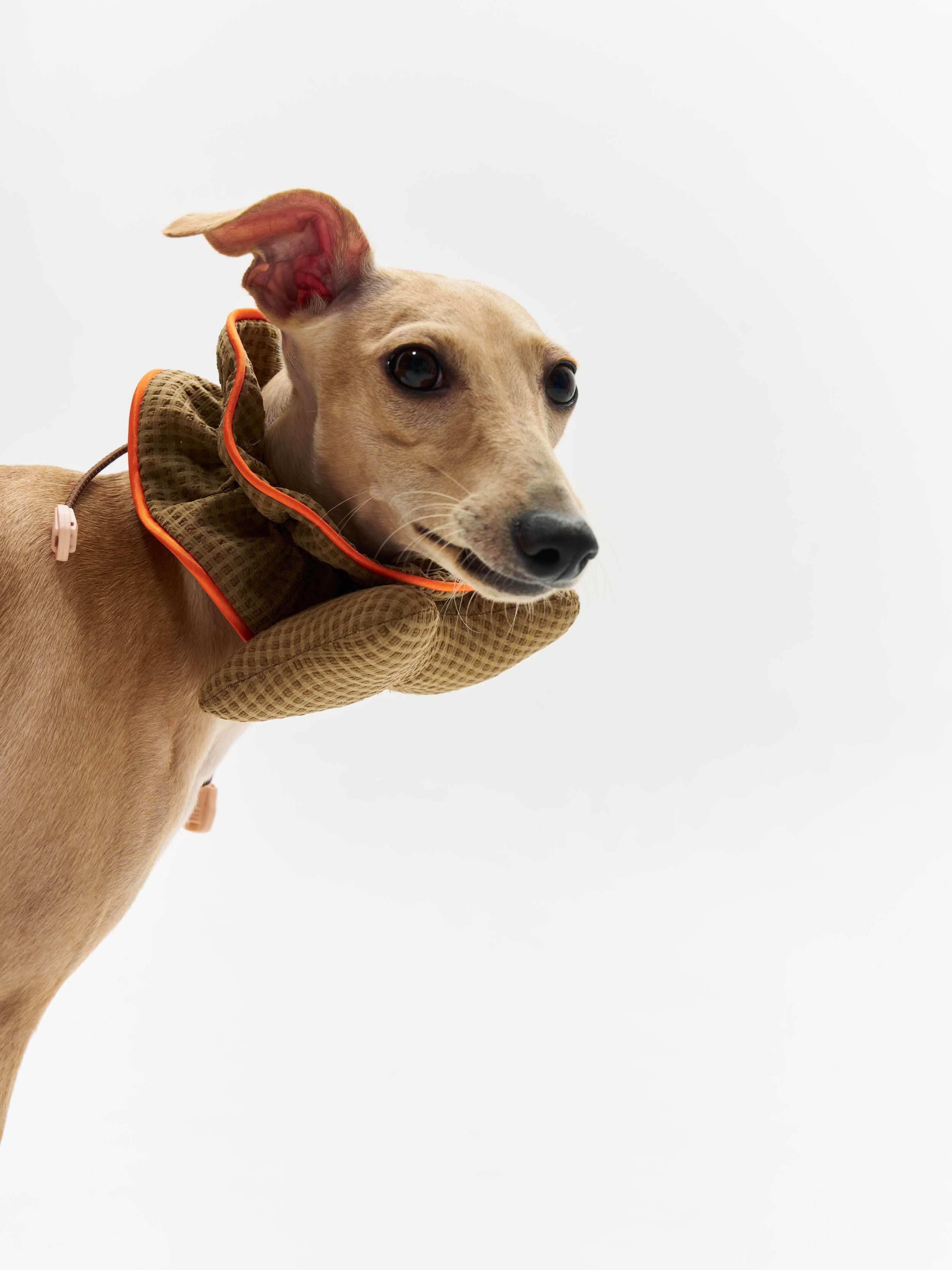 16 CLAW CRAFT- Bone-shaped dog bibs