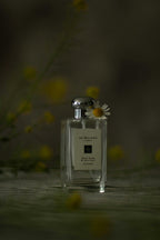 Perfume and Fragrance